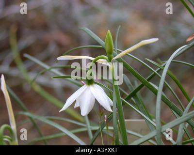 Nice snowflake (Leucojum nicaeense), flower Stock Photo