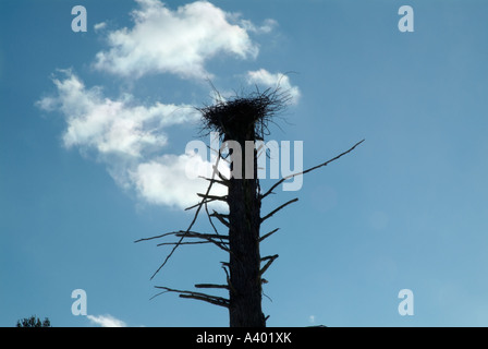 The silhouette of a blue heron nest located high in a dead tree in a wetlands area of New Hampshire USA Located in New England Stock Photo
