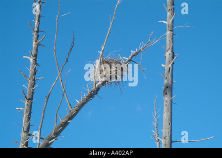 Blue Heron Nests located high in dead trees in a wetlands area in New Hampshire USA Located in New England Stock Photo