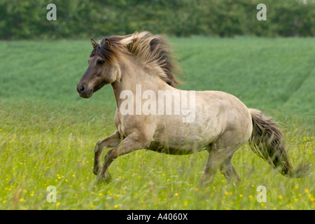Icelandic horse galloping on pasture Stock Photo