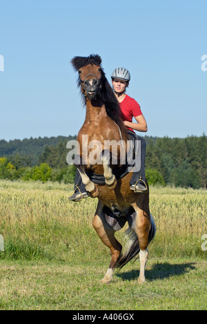 Young rider on a rearing Icelandic horse Stock Photo