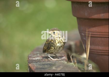 A song thrush chick on an old brick wall Stock Photo