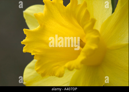 A close up image of an yellow daffodil Stock Photo