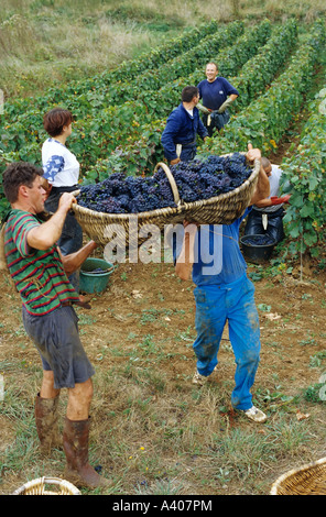 FRANCE BURGUNDY  PERNAND-VERGELES  GRAPE PICKERS WITH A  BENATON  BASKET WITH FRESHLY HARVESTED PINOT NOIR GRAPES helping carry heavy Stock Photo