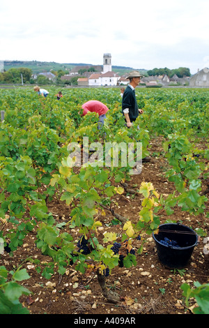 FRANCE BURGUNDY  POMMARD  GRAPE HARVEST Stock Photo