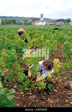 FRANCE BURGUNDY  POMMARD  GRAPE HARVEST EUROPE Stock Photo