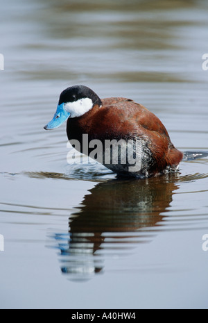 Drake Ruddy Duck Ruddy duck drake in breeding plumage Stock Photo - Alamy