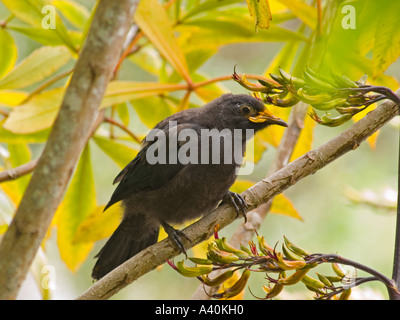 A New Zealand Tui bird chick the largest of the honeyeaters has a rest during nectar feeding on flax flowers Stock Photo