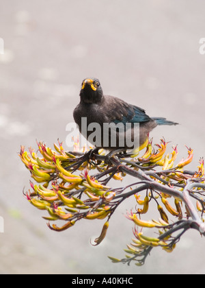 A New Zealand Tui bird the largest of the honeyeaters looks up at the photographer during nectar feeding on flax flowers Stock Photo