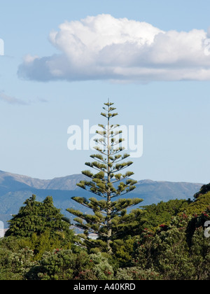 Norfolk Island Pine tree conifer Araucaria heterophylla with backdrop of sky cloud and hills Stock Photo