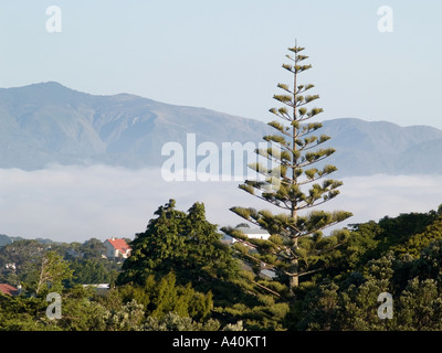 Norfolk Island Pine tree conifer Araucaria heterophylla with backdrop of sky low cloud mist and hills Stock Photo