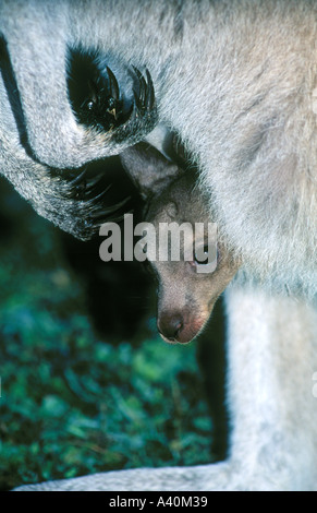 Eastern Grey Kangaroo Joey peering out from the mothers pouch. Macropus giganteus. Stock Photo