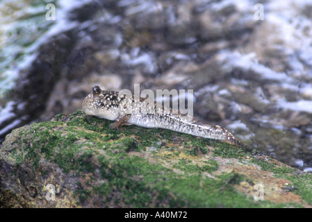 Silverlined Mudskipper, Periophthalmus argentilineatus. This fish can live out of water. Stock Photo