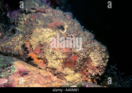 Reef Stonefish the most deadly fish in the world Stock Photo