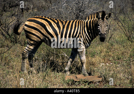 KRUGER NATIONAL PARK SOUTH AFRICA October Burchell's Zebra Equus burchellii sideways on and looking forward Stock Photo