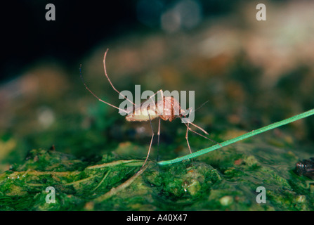 Mosquito, Culex pipiens. On wet ground Stock Photo