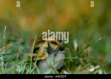 Garden snail Helix aspersa crawling over lawn at night during rain shower Stock Photo