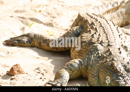 Nile crocodile basking in the sun