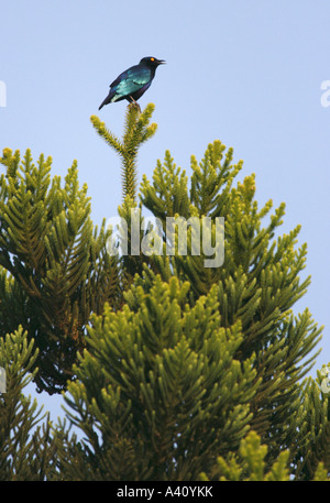 Black-bellied glossy Starling perched on a tree Stock Photo