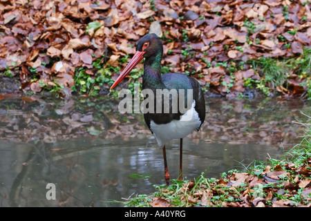 Schwarzstorch, Ciconia nigra Stock Photo