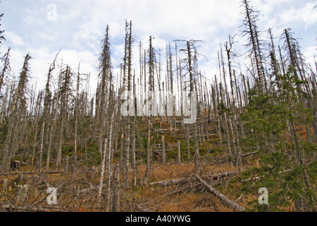 Dead Trees, Dead Forest, Waldsterben Stock Photo