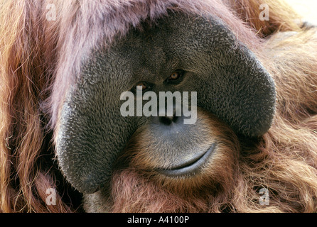 Sumatran orangutan Pongo pygmaeus Stock Photo