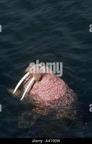 Walrus Odobenus rosmarus divergens in sea Round Island Alaska Stock Photo