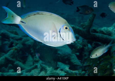 Ocean surgeonfish swimming over coral reef at Bonaire Island in the Caribbean Stock Photo