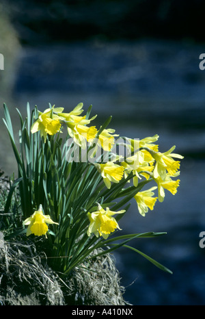 Wild daffodils Narcissus pseudonarcissus in Farndale Yorkshire Stock Photo