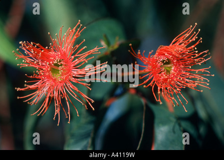 Eucalyptus flowers showing red stamens Stock Photo