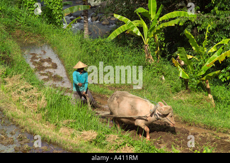 paddy fields Bali Indonesia man ploughing field with water buffalo Stock Photo