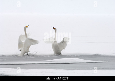 Whooper swans Cygnus cygnus courtship at first light on partly frozen lake Hokkaido Japan Stock Photo