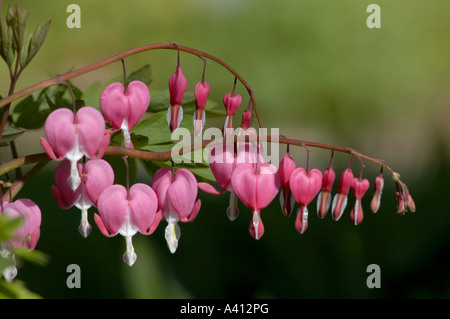 Bleeding heart Dicentra spectabilis originates from Siberia and Japan Stock Photo