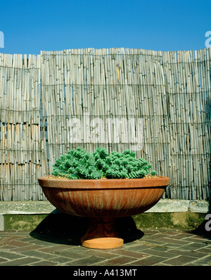 Euphorbia myrsinites in terracotta urn slit bamboo windbreak Stock Photo