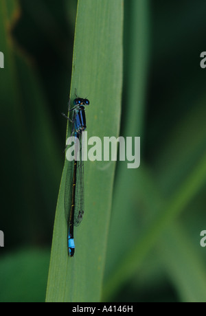 Common ischnura Blue-Tailed Damselfly (ischnura elegans) in the uk Stock Photo