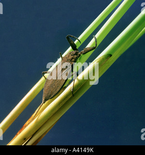 Water scorpion Nepa cinerea resting on reeds underwater Stock Photo