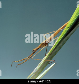 Water stick insect Ranatra linearis showing the forelegs adated for grasping prey Stock Photo