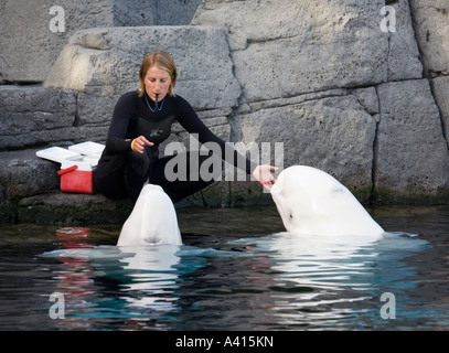 Training two beluga or white whales Delphinapterus leucas Vancouver aquarium Canada Stock Photo