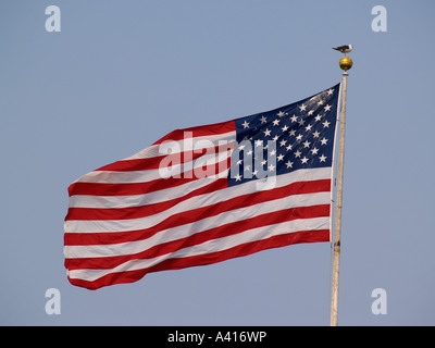 The Flag of the United States of America flying over Ellis Island New York harbour USA Stock Photo