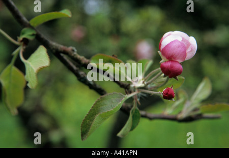Buds of Apple tree Malus domestica Stock Photo