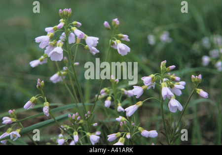 Cardamine flowers Stock Photo