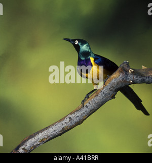 Golden breasted Starling Cosmopsarus regius Close up perched on branch Stock Photo