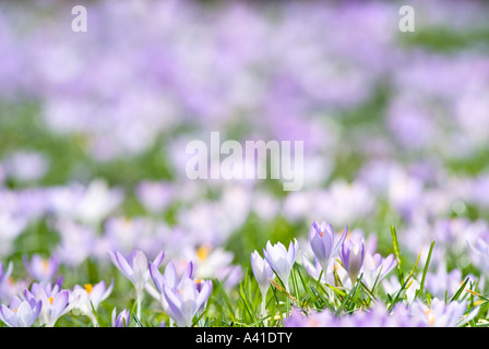 Violet and white Spring Crocusses Crocus Vernus Vernus and Crocus Vernus Albiflorus Germany Stock Photo
