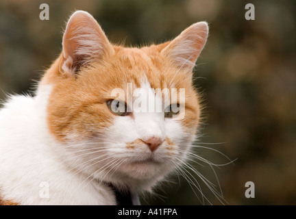 Ginger and white cat head shot side Stock Photo
