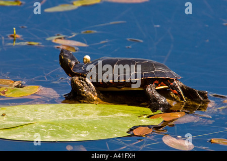Painted turtle (Chrysemus picta) Basking on lily pad Manitoulin Island Ontario Stock Photo