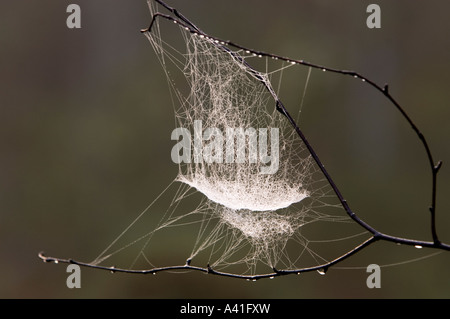 Bowl and doily spider (Frontinella communis) Dewy web in twig, Ontario Stock Photo