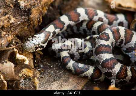 Milk snake (Lampropeltis triangulum) Non-venomous Rattlesnake mimics Ontario Stock Photo