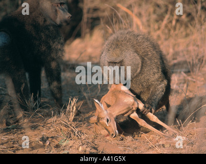 Olive Baboon starting to feed on dead Impala which it has just caught in Samburu National Reserve Kenya East Africa Stock Photo