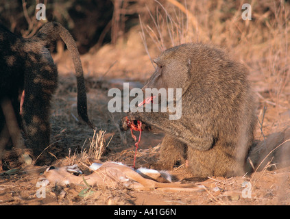 Olive Baboon feeding on dead Impala in Samburu National Reserve Kenya East Africa Stock Photo
