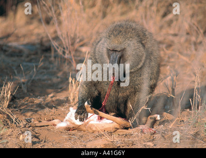 Olive Baboon feeding on dead Impala in Samburu National Reserve Kenya East Africa Stock Photo
